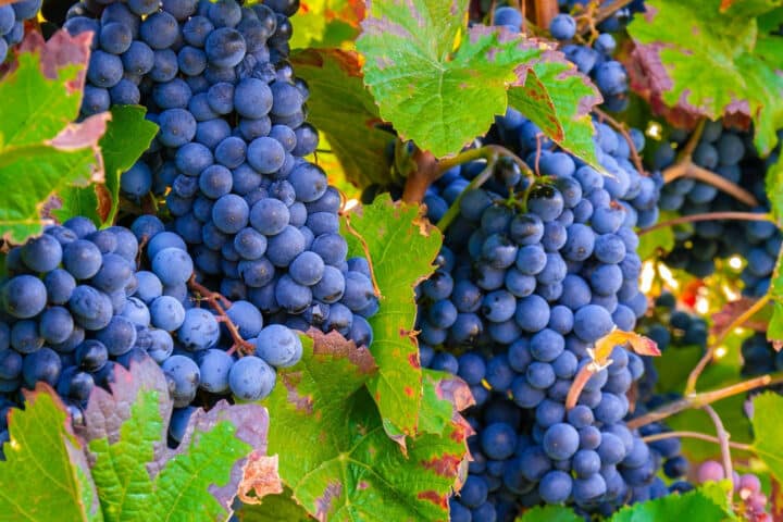 Vins de Collioure : ce qu’il faut savoir pour mieux les connaître